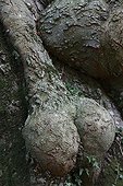 Detail of the trunk of Common beech Massane Forest France