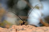 Long-horned beetle male in Cork Oak trunk France