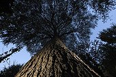 Atlas cedar in the Massif des Albères Catalonia Spain  ; Introduced in the mountains on the Spanish side 
