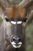 Portrait of male Nyala Kruger RSA 