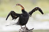 African Darter drying on a branch Kruger RSA  ; handicapped by the absence of feathers on the wings 