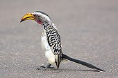 Yellow-billed Hornbill having swallowed a frog Kruger RSA  ; Hornbill keeping stuck in his throat a frog he can not swallow 
