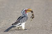 Yellow-billed Hornbill having catched a toad Kruger RSA 