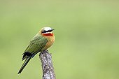 White-fronted Bee-eater on a branch Kruger RSA