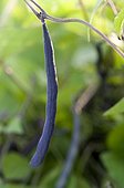 Winged bean 'Amethyst' in a kitchen garden