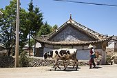 Woman carrying cows Erhai Lake Yunnan China 