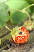 Common woodlouses eating strawberries in a garden