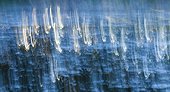 Reflection of trees in a pound in Extremadura in Spain