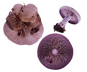 Wood blewit in studio on white background