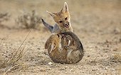 Young Cape foxes playing together South Africa
