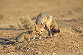 Cape fox bringing a rodent to feed its young South Africa