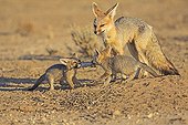 Young Cape Foxes fighting for a rodent RSA