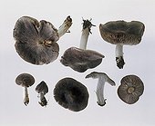 Mushrooms in studio