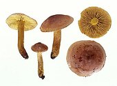 Mushrooms in studio