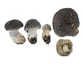 Tiger tricholomas in studio