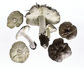 Charbonnier mushrooms in studio