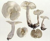 False white tricholomas in studio