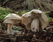 Mushrooms in undergrowth