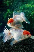 Fish lions head "red cap oranda tancho"