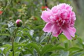 Peony flower and button in an organic garden France 