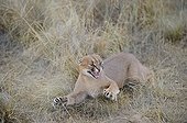 Caracal female pushing a male too pressing RSA 