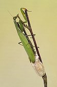 Praying Mantis laying eggs on a twig France 