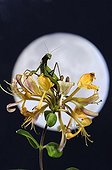 Praying mantis on a flower to the moon France
