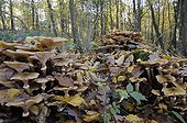 Honey mushroom on a tree stump in autumn France