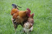 Rooster and Hen on the grass Lorraine France 