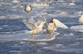 Glaucous gulls fighting over a fish Hokkaido Japan 