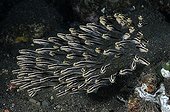Striped eel catfishes around the island of Bali Indonesia