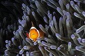Clown anemonefish around the island of Bali 