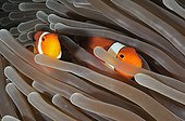 Clown anemonefishes aroung the island of Bali