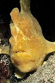 Commerson's frogfish around the island of Bali Indonesia 