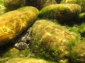 Green frog hidden under water between two stones France