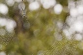 Banded-legged golden orb-web spider on web Kruger RSA