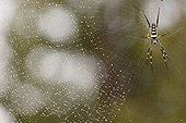 Banded-legged golden orb-web spider on web Kruger RSA