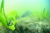 Pike-perch watching its eggs after spawning Ain France