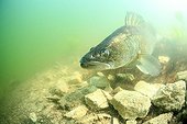 Big Sandre watching for eggs after spawning Ain France