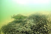 Pike-perch watching its eggs after spawning Ain France