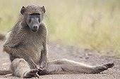 Chacma baboon male holding his penis Kruger RSA 