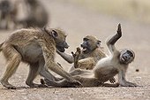 Chacma baboons young playing Kruger RSA