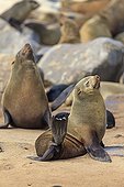 Cape fur seal females scratching Namibia