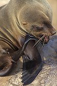 Cape fur seal female scratching Namibia