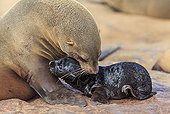 Cape Fur Seal biting its young Namibia