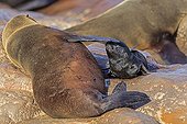 Cape Fur Seal and his younger Namibia