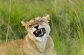 Grimacing lion in the savannah Masai Mara Kenya 