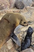 Cape fur seals  and her young in Namibia ; Trace a net around his neck. This sea lion had the chance to get rid of the mesh that strangled. She was then able to reproduce. 