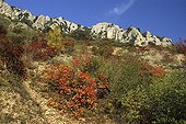 European smoketrees on limestone slopes Vallée du Loup