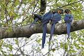 Blue macaws on a branch in the Pantanal Brazil 
